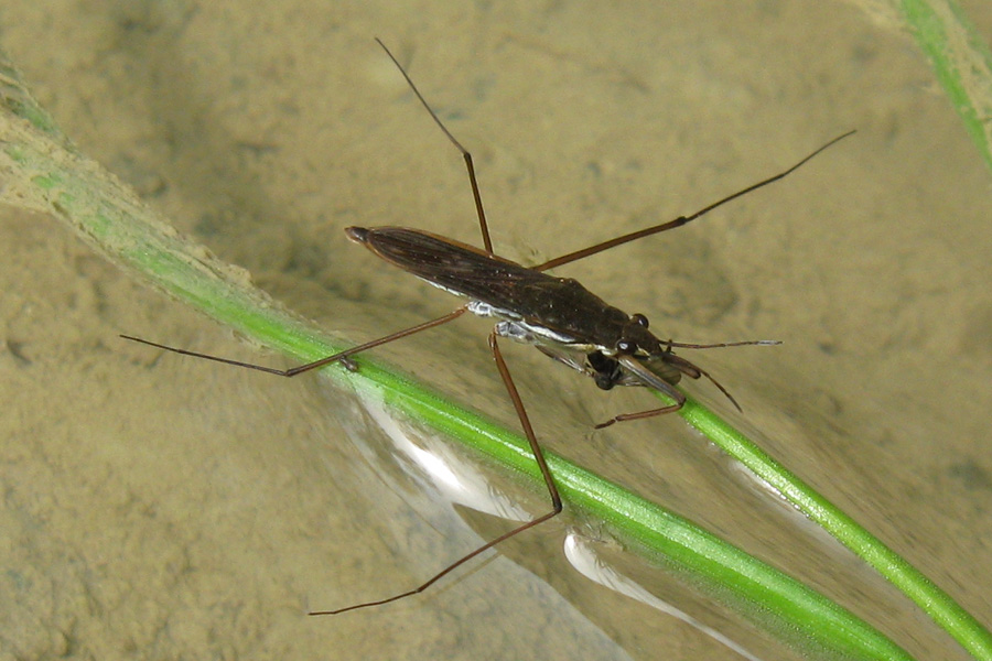 Gerridae